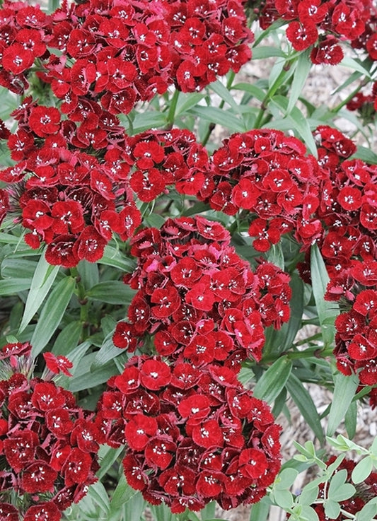 Image of Dianthus barbatus 'Heart Attack'|Juniper Level Botanic Gdn, NC|JLBG
