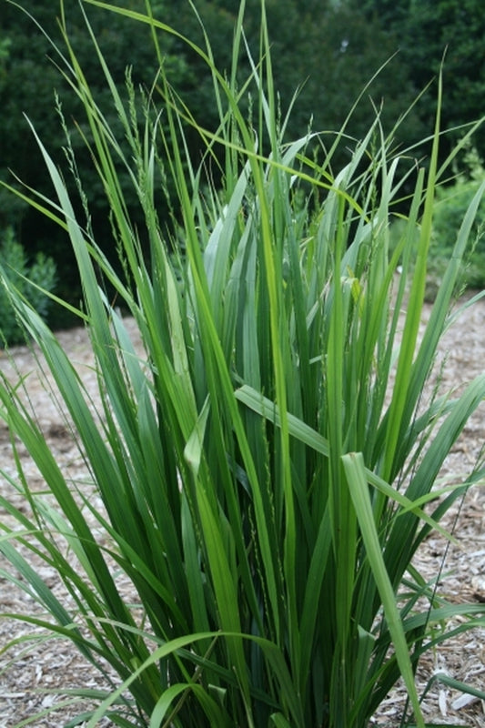 Image of Diarrhena americana|Juniper Level Botanic Gdn, NC|JLBG