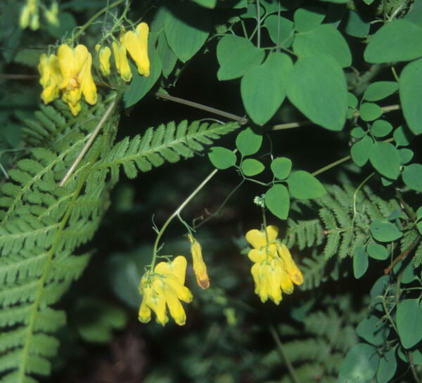 Image of Dicentra scandens 'Athens Yellow'taken at Juniper Level Botanic Gdn, NC by JLBG