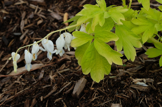 Image of Dicentra spectabilis 'White Gold' PP 27,638|Juniper Level Botanic Gdn, NC|