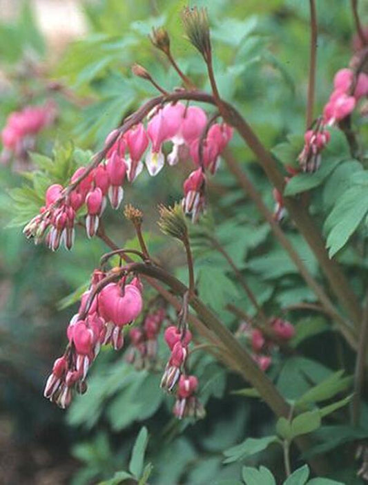 Image of Dicentra spectabilis|Juniper Level Botanic Gdn, NC|JLBG