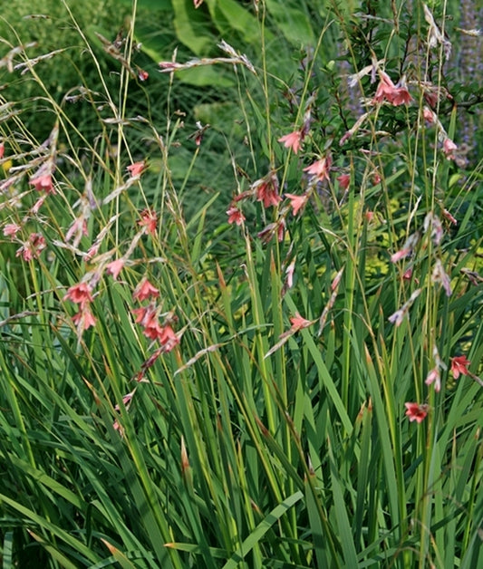 Image of Dierama igneum||