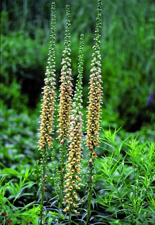 Image of Digitalis ferruginea 'Gigantea Gelbar Herold'|Jelitto Seed, Germany|Jelitto Seed Company