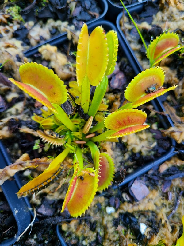 Image of Dionaea muscipula 'Dente' taken at Juniper Level Botanic Gdn, NC by JLBG
