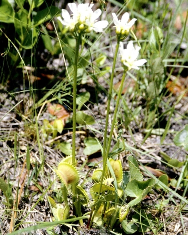 Image of Dionaea muscipulataken at Myrtlehead Savanna, NC