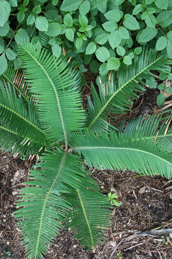 Image of Dioon edule 'Palma Sola'|Juniper Level Botanic Gdn, NC|JLBG