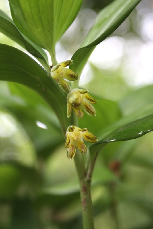 Image of Disporopsis aspersa 'Winter Gem'taken at Juniper Level Botanic Gdn, NC by JLBG
