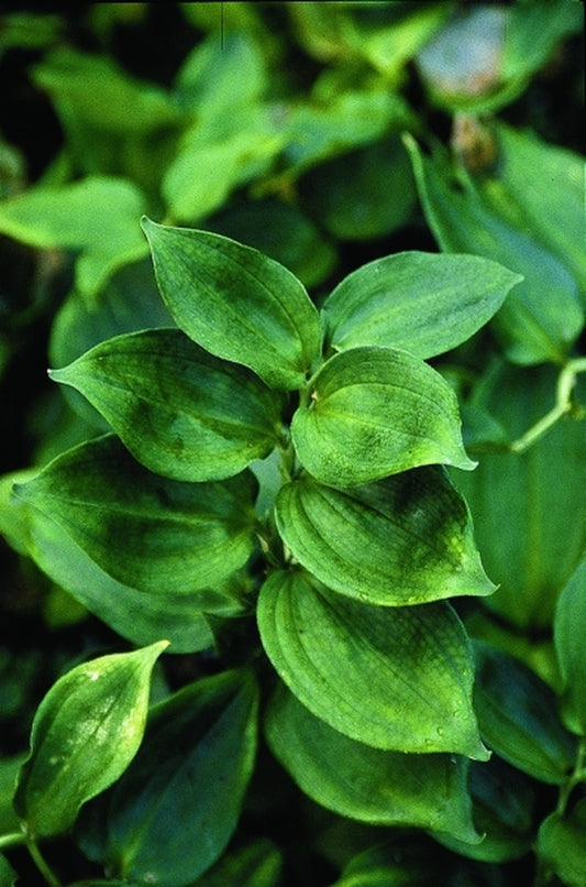 Image of Disporopsis jinfushanensis|Juniper Level Botanic Gdn, NC|JLBG