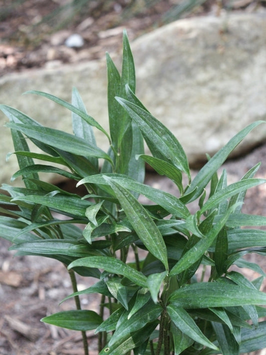 Image of Disporopsis pernyi 'Low Man'|Juniper Level Botanic Gdn, NC|JLBG