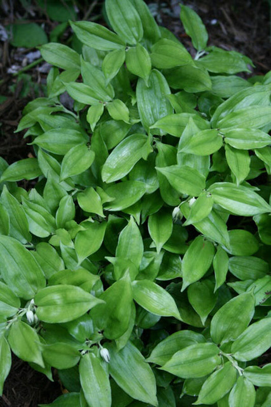 Image of Disporopsis undulata 'Sichuan Jade'|Juniper Level Botanic Gdn, NC|JLBG