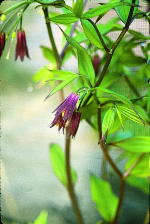 Image of Disporum cantoniense|Juniper Level Botanic Gdn, NC|JLBG