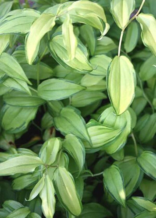 Image of Disporum longistylum 'Shina no tsuki'|Juniper Level Botanic Gdn, NC|JLBG