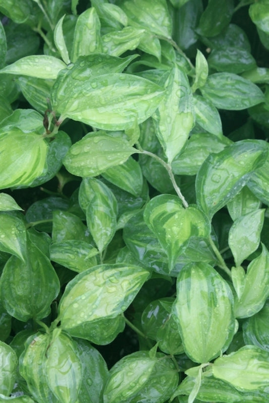 Image of Disporum longistylum 'Winter Sun'|Juniper Level Botanic Gdn, NC|JLBG
