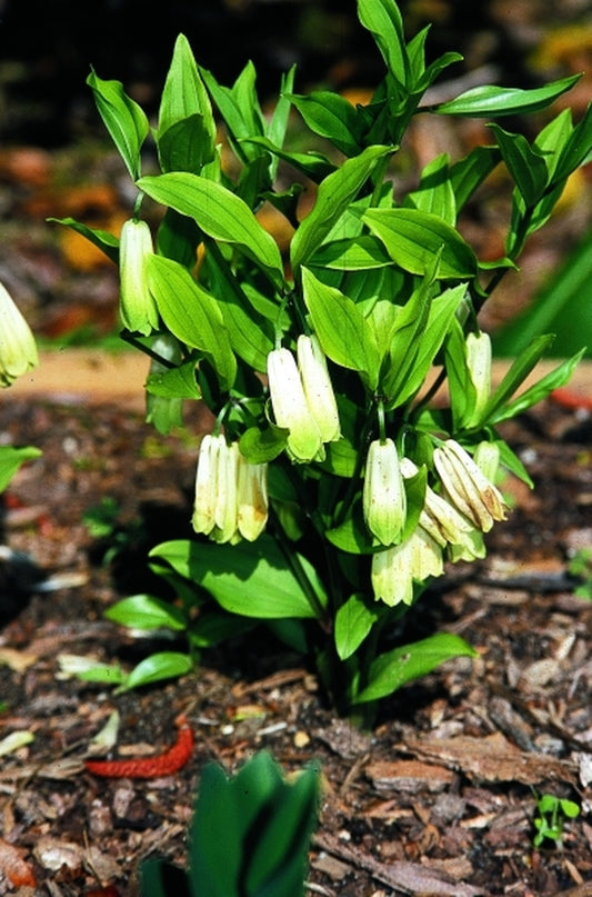 Image of Disporum sessile 'Tightwad'|Juniper Level Botanic Gdn, NC|JLBG