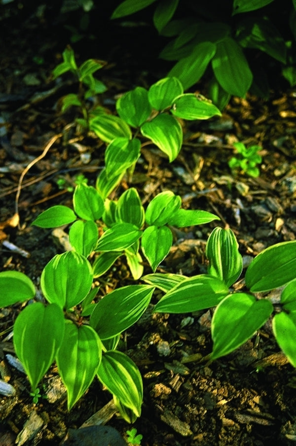 Image of Disporum smilacinum 'Aureovariegata'|Juniper Level Botanic Gdn, NC|JLBG