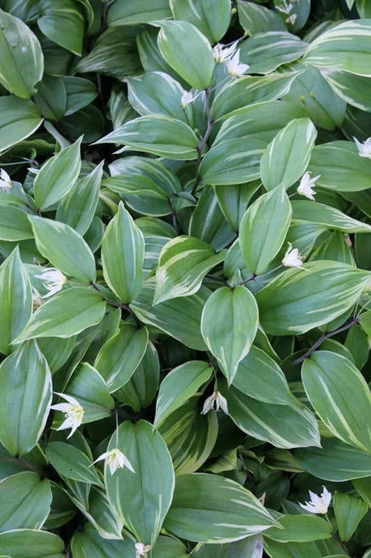 Image of Disporum smilacinum 'Aureovariegata'|Juniper Level Botanic Gdn, NC|JLBG