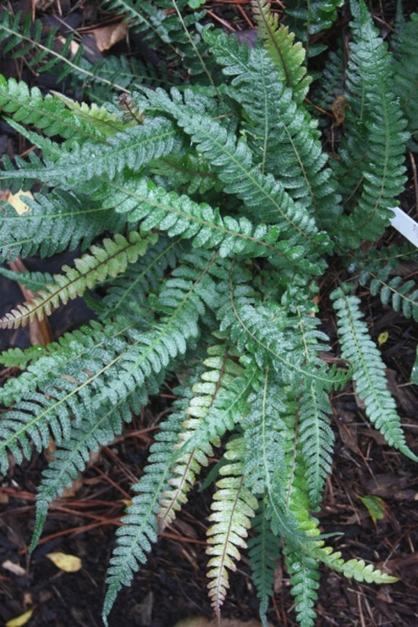 Image of Doodia australis|Juniper Level Botanic Gdn, NC|JLBG
