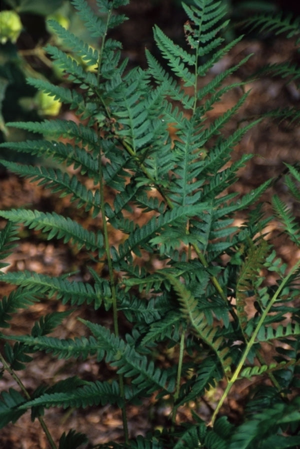 Image of Dryopteris x celsa 'Shreveport'|Juniper Level Botanic Gdn, NC|JLBG