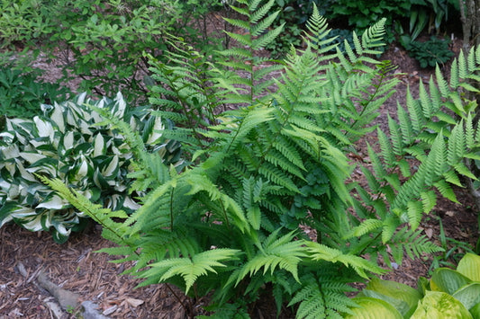 Image of Dryopteris x clintoniana taken at Juniper Level Botanic Gdn, NC by JLBG