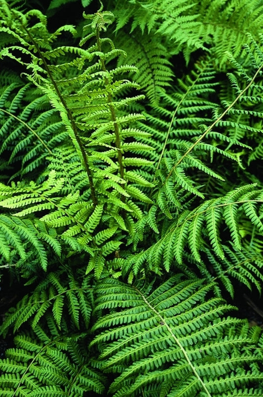 Image of Dryopteris crassirhizoma 'Odaesan'|Juniper Level Botanic Gdn, NC|JLBG