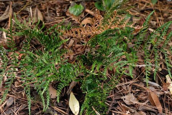 Image of Dryopteris erythrosora var. prolifica|Juniper Level Botanic Gdn, NC|JLBG