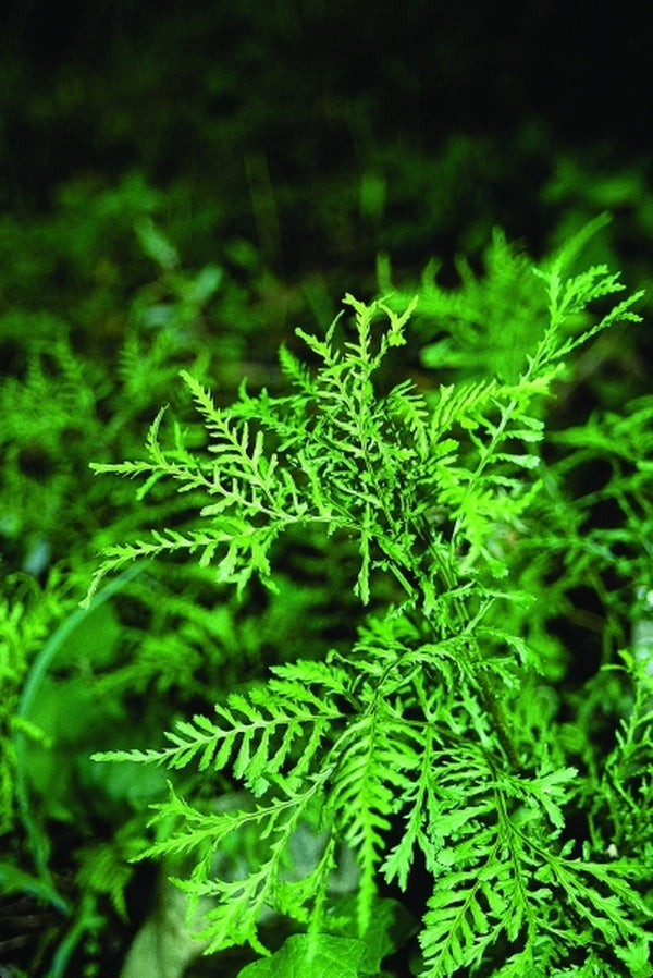 Image of Dryopteris filix-mas 'Linearis Polydactyla'taken at Juniper Level Botanic Gdn, NC by JLBG