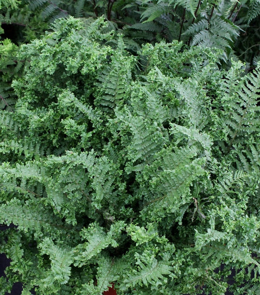 Image of Dryopteris filix-mas 'Parsley'|Walters Gardens, MI|T. Avent