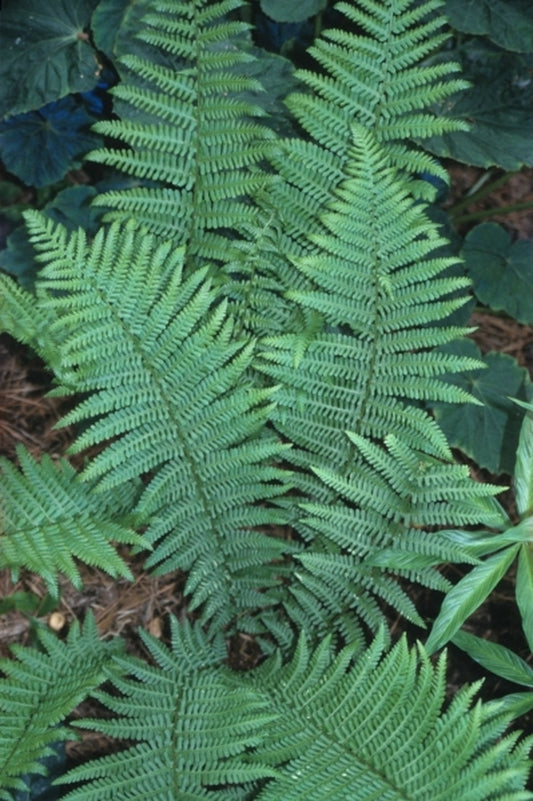 Image of Dryopteris filix-mas|Juniper Level Botanic Gdn, NC|JLBG