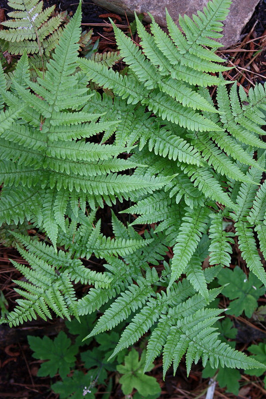 Image of Dryopteris formosana|Juniper Level Botanic Gdn, NC|JLBG