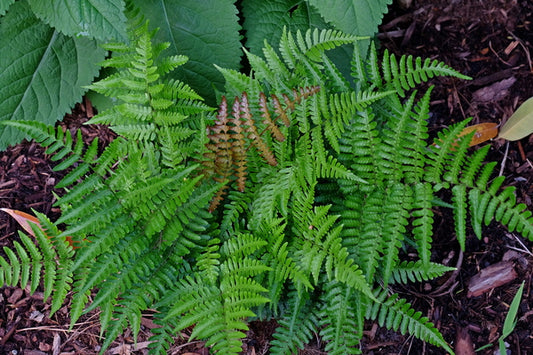 Image of Dryopteris hondoensis||