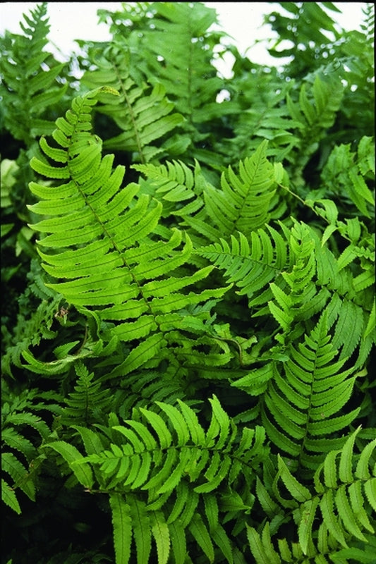 Image of Dryopteris namegatae taken at Juniper Level Botanic Gdn, NC by JLBG