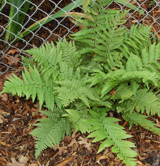 Image of Dryopteris pulcherrima||Casa Flora