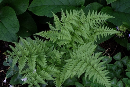 Image of Dryopteris sacrosancta||