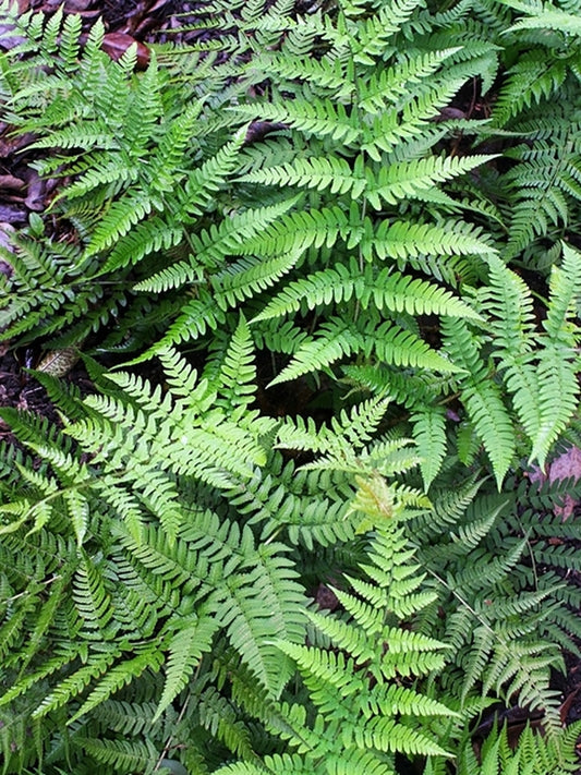 Image of Dryopteris sublacera|Juniper Level Botanic Gdn, NC|JLBG