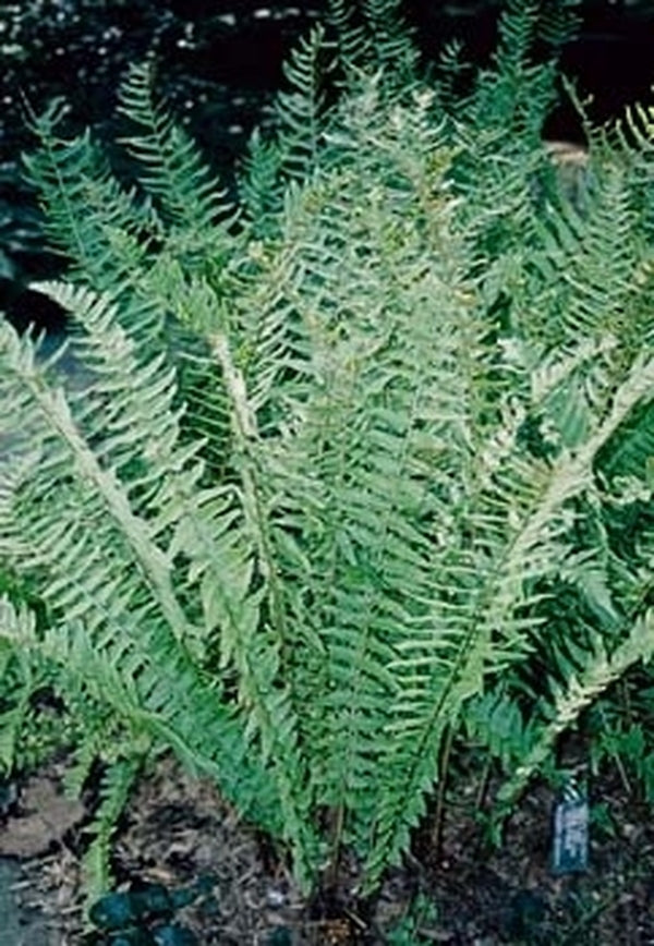 Image of Dryopteris tokyoensis taken at Cornell Gdns, NY
