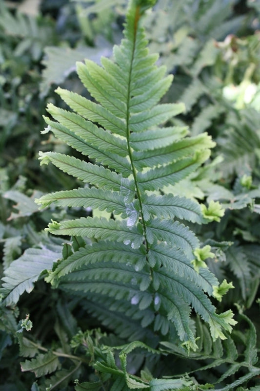 Image of Dryopteris uniformis 'Gotemba Crested'|Juniper Level Botanic Gdn, NC|JLBG
