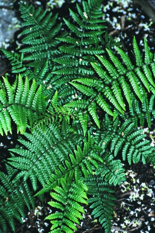 Image of Dryopteris wallichiana 'Tucumanji'|Juniper Level Botanic Gdn, NC|JLBG