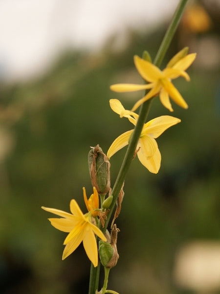 sierra lily flower Learn about Echeandia chandleri 'Sierra Chiquita' | Chandler's Shooting  Star Lily