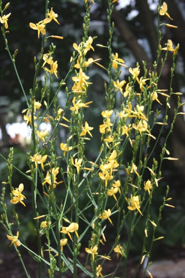 Image of Echeandia texensis 'Loma del Potrero Cercado'|Juniper Level Botanic Gdn, NC|JLBG