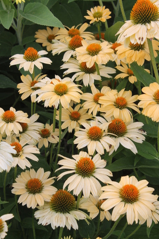 Image of Echinacea 'Aloha' PP 23,525|Juniper Level Botanic Gdn, NC|JLBG