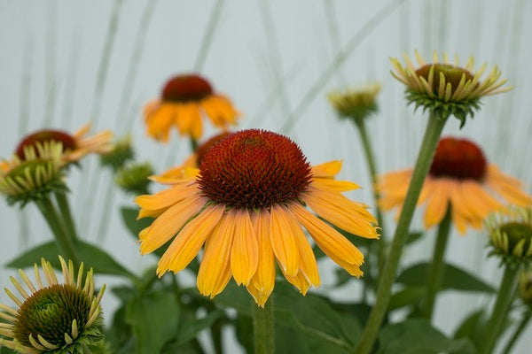 Image of Echinacea 'Apricot Rainbow Marcella' PPAF||AB Cultivars
