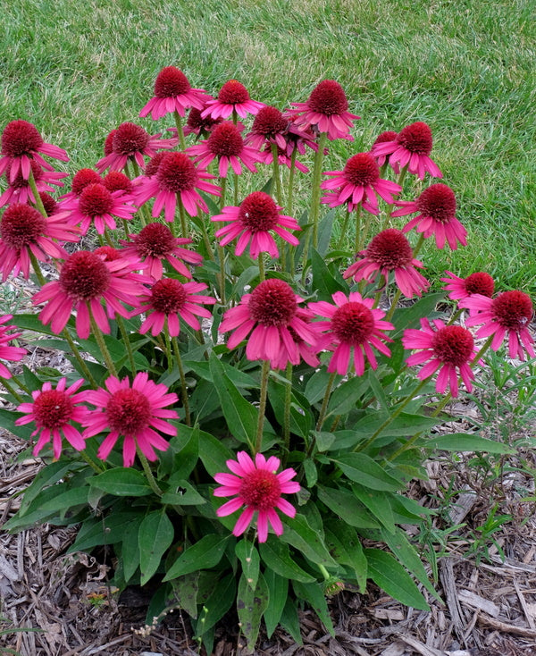 Image of Echinacea 'Delicious Candy'taken at Juniper Level Botanic Gdn, NC by JLBG