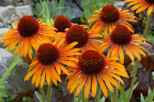 Image of Echinacea 'Flame Thrower' PP 21,932|Terra Nova Nurseries, OR|Terra Nova Nurseries