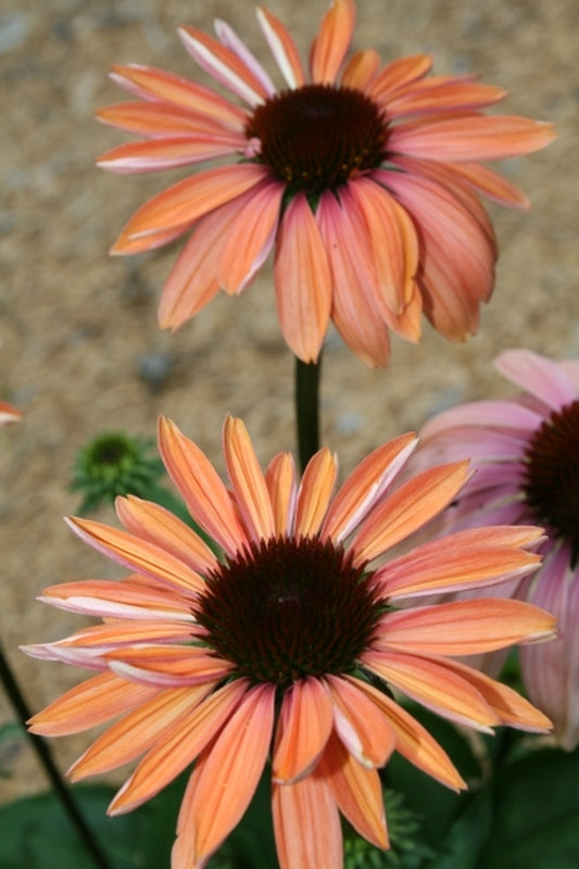 Image of Echinacea 'Katie Saul' PP 18,783|Juniper Level Botanic Gdn, NC|JLBG