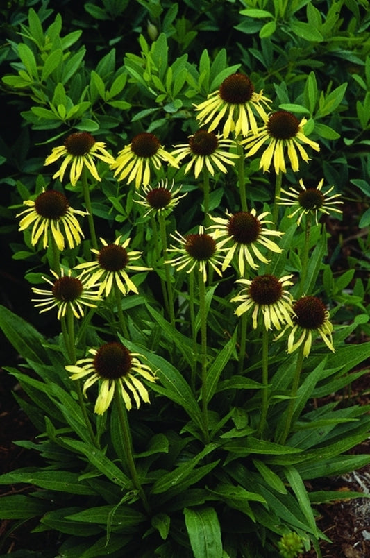 Image of Echinacea 'Paranoia' PP 16,587|Juniper Level Botanic Gdn, NC|JLBG