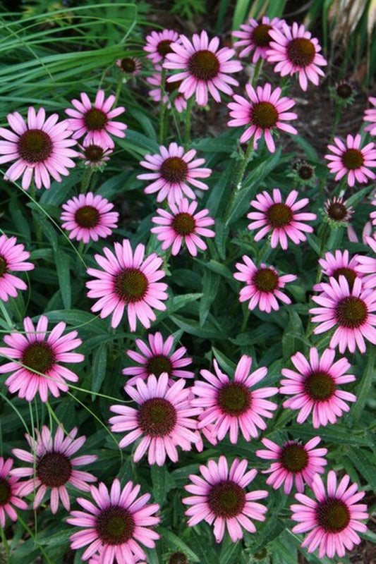 Image of Echinacea 'Pixie Meadowbrite' PP 18,546|Juniper Level Botanic Gdn, NC|JLBG