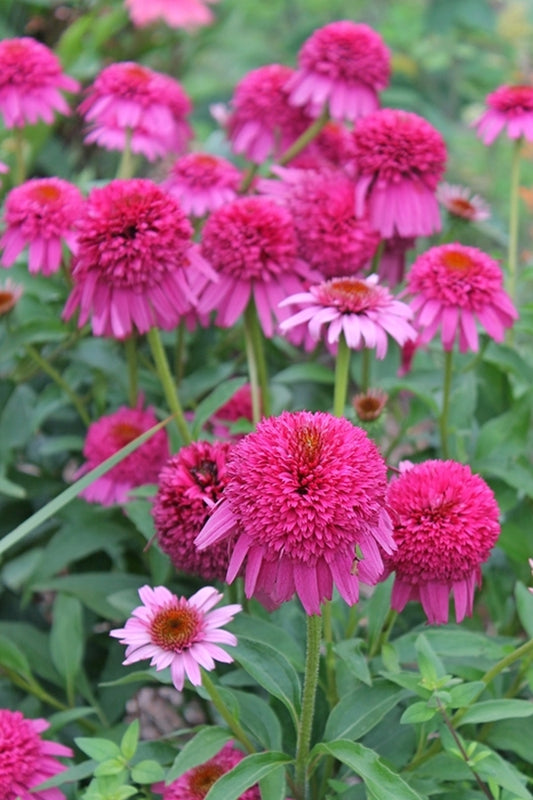 Image of Echinacea 'Secret Affair' PP 24,354||