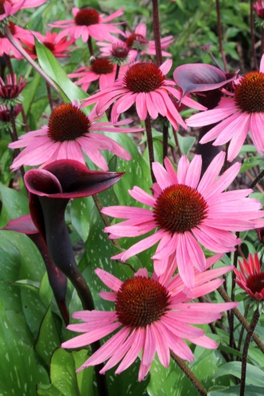 Image of Echinacea 'Solar Flare' PP 22,133|Juniper Level Botanic Gdn, NC|JLBG