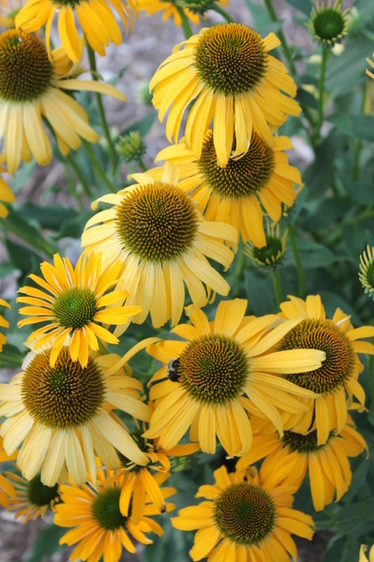 Image of Echinacea 'Sunbird' PP 24,802|Juniper Level Botanic Gdn, NC|JLBG