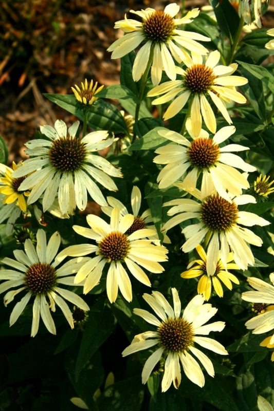 Image of Echinacea 'Sunrise' PP 16,235|Juniper Level Botanic Gdn, NC|JLBG